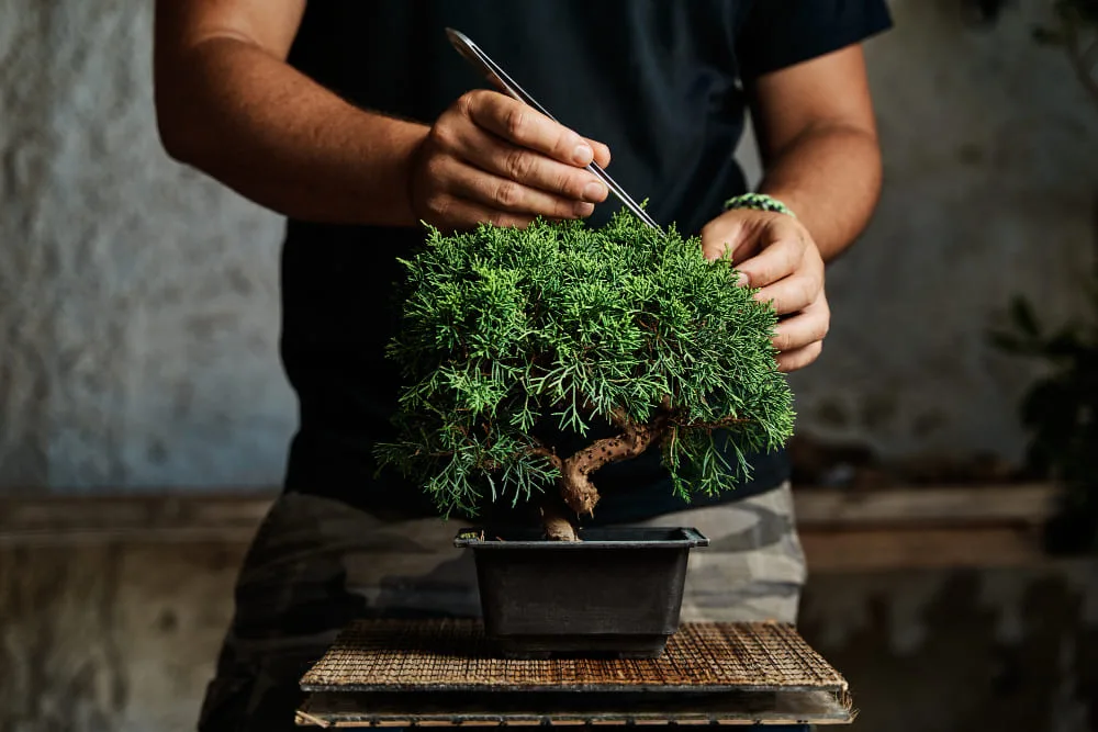 hands-pruning-bonsai-tree-work-table-gardening-concept¿Cómo influye el marketing Ontológico aplicado a marcas y productos de lujo de lujo?