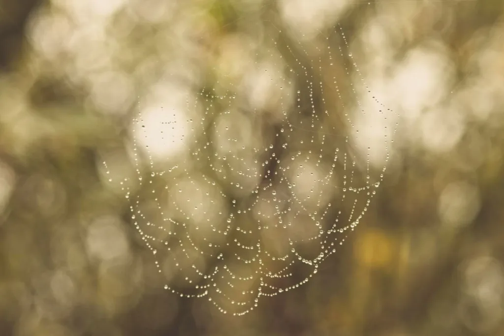 close-up-water-drops-spider-web close-up-hand close-up-water-drop-plant-s-leaf Marketing Ontológico en el Mundo del Crowdworking (1)